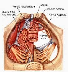 su origen es el nervio pudendo,pasa medialmente desde la región de la espina isquiática