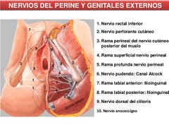 su origen es el ramo terminal profundo del nervio perineal