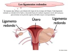 Ligamento redondo del útero