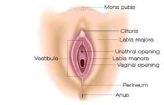Vestíbulo de la vagina