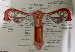 ¿En dónde está suspendido cada ovario?
