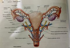 Vascularización de los ovarios y tubas uterinas