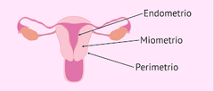 ¿Cuáles son las capas del útero?
