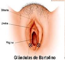 ¿Cuál es la misión de las glándulas de Bartoli?