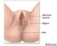 Se extiende desde el cuello del útero hasta el orificio vaginal