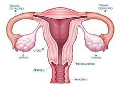 ¿Cuáles son los órganos internos del aparato reproductor femenino?