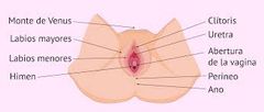 ¿Cuáles son los órganos externos del aparato reproductor femenino?