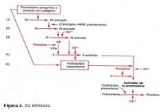 Proceso de fibrina usando factores intrínsecos