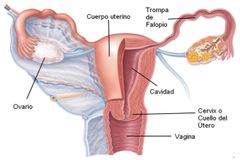 epitelio ovarico