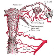 ramas de la arteria uterina y ovárica