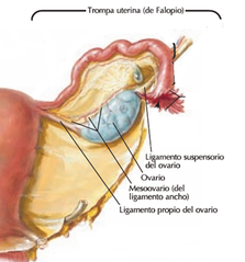 ligamento tuboovarico y peritoneo