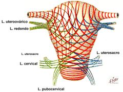 ligamento ancho, ligamento redondo, ligamentos uterosacro, cúpula vaginal y músculos del perineo