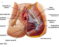 ¿Donde nace el Nervio perineal?