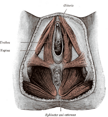 Triangulo urogenital femenino