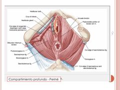 ¿Cuáles son los 4 músculos que comprimen la vagina?