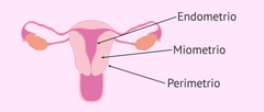 ¿Cuáles son las capas del útero?