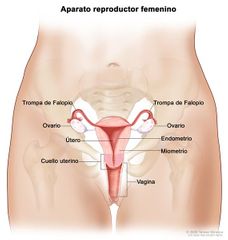 Función principal del aparato reproductor femenino