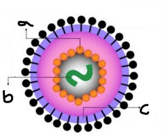 ¿Cuales son las estructuras de los virus?
