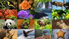 Es la variedad que se tiene de estas dentro de un hábitat o una región, es decir, los tipos de animales y plantas que existen en un territorio.