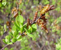 Bog mertel
Small shrub, buds close intervals alternative
