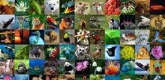 Diversidad de especies