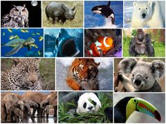 DIVERSIDAD DE ESPECIES:
Es la variedad que se tiene de estas dentro de un hábitat o una región, es decir, los tipos de animales y plantas que existen en un territorio.