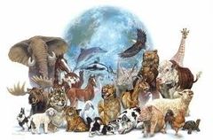 Diversidad de especies: 
Es la variedad que se tiene de estas dentro de un hábitat o una región, es decir, los tipos de animales y plantas que existen en un territorio.