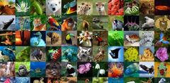 Diversidad de especies, es la variedad que se tiene de estas dentro de un hábitat o una región, es decir, los tipos de animales y plantas que existen en un territorio.