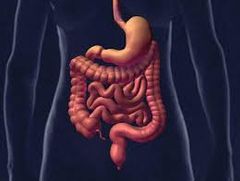 En el intestino delgado el páncreas secreta gotas de jugo pancreático y el hígado secreta gotas de bilis, las que se mezclan con el quimo, y conforman una sustancia denominada quilo. De esta manera, los alimentos se separan en sus componentes m...