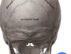 Anatomy of Skull Flashcards - Cram.com