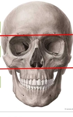 Anatomy of Skull Flashcards - Cram.com