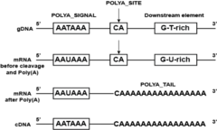    AAUAAA, followed by CA, and 10- 30 nucleotides   

downstream by a GU-rich
sequence.