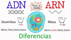 El ADN y ARN
