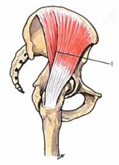 Inserções Músculos Oral Anatomia Flashcards - Cram.com