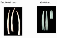 Dentalium sp. y Fustaria sp.