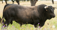 AVILEÑA NEGRA IBÉRICA