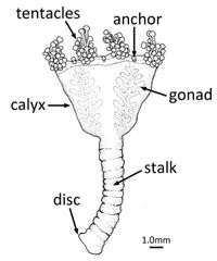 Tentaculos; Caliz; Disco adhesivo;Pedunculo