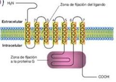 Tipos de dianas biológicas