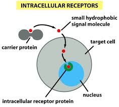 Receptores intracelulares