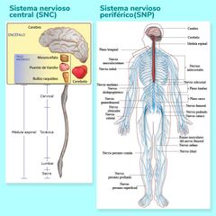 Sistema nervioso periférico (SNP)