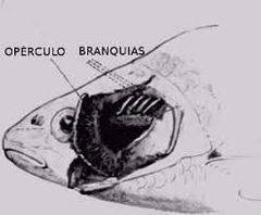 Branquias