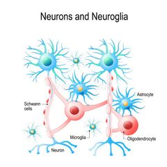 Neuroglia