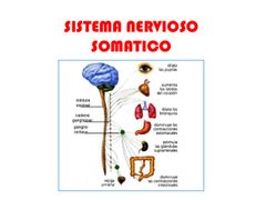 sistema nervioso somático (SNS)