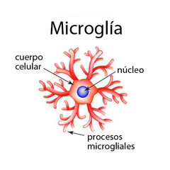 Microglía
