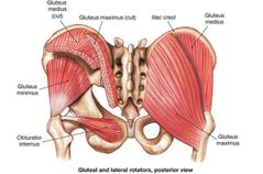 Músculos del glúteo y sus divisiones.