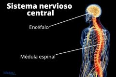 Sistema Nervioso central (SNC)