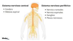 Sistema Nervioso Periférico (SNP)