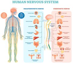 El sistema nervioso es un complejo conjunto de células encargadas de dirigir, supervisar y controlar todas las funciones y actividades de nuestros órganos y organismo en general.