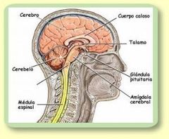 Es una estructura compleja compuesto por el encéfalo y la médula espinal, que poseen los seres humanos y animales que procesa los pensamientos y toda la información que obtenemos a través de los sentidos.