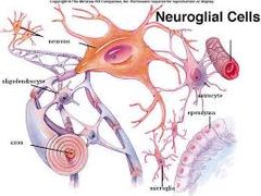 Células no neuronales del tejido nervioso, se dispone entre los somas, prolongaciones neuronales,  vasos sanguíneos y el tejido conjuntivo, tienen funciones de sostén, nutritivas y secretoras e intervienen en la regeneración de las fibras del ...